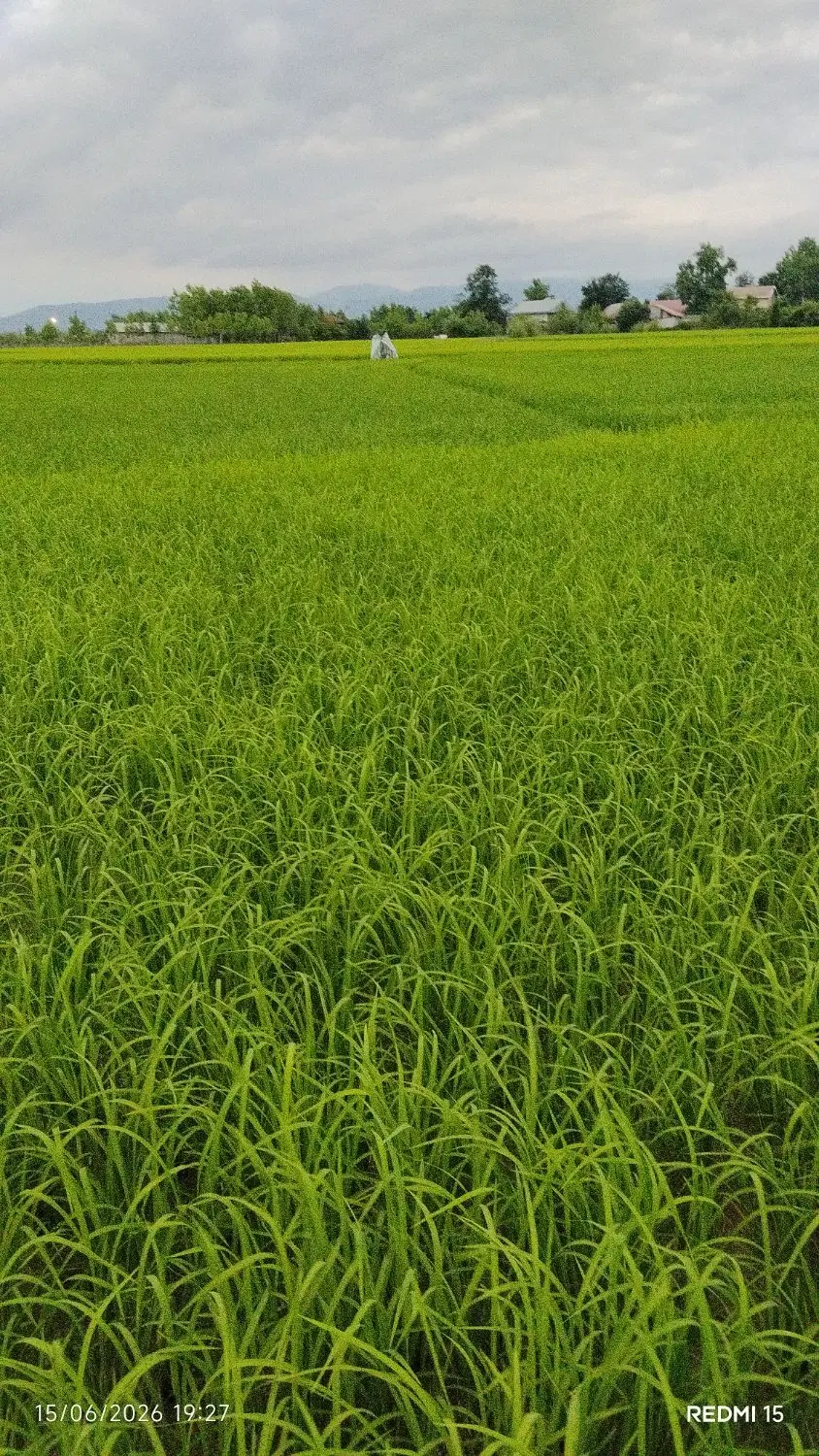 تصویر املاک 113274