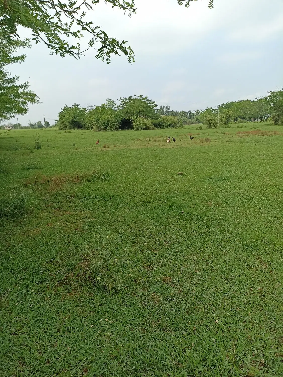 تصویر املاک 88579