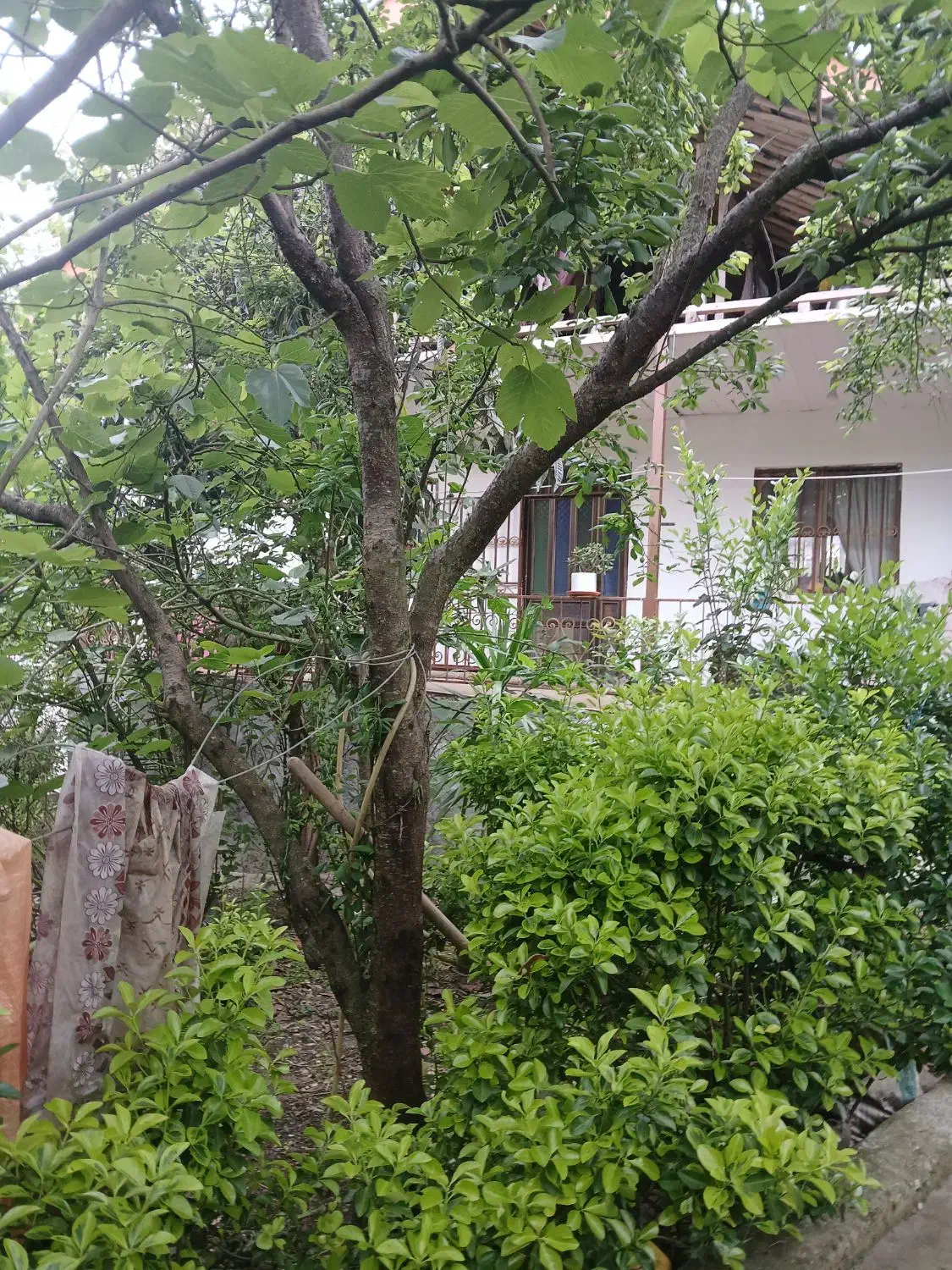 تصویر املاک 36564