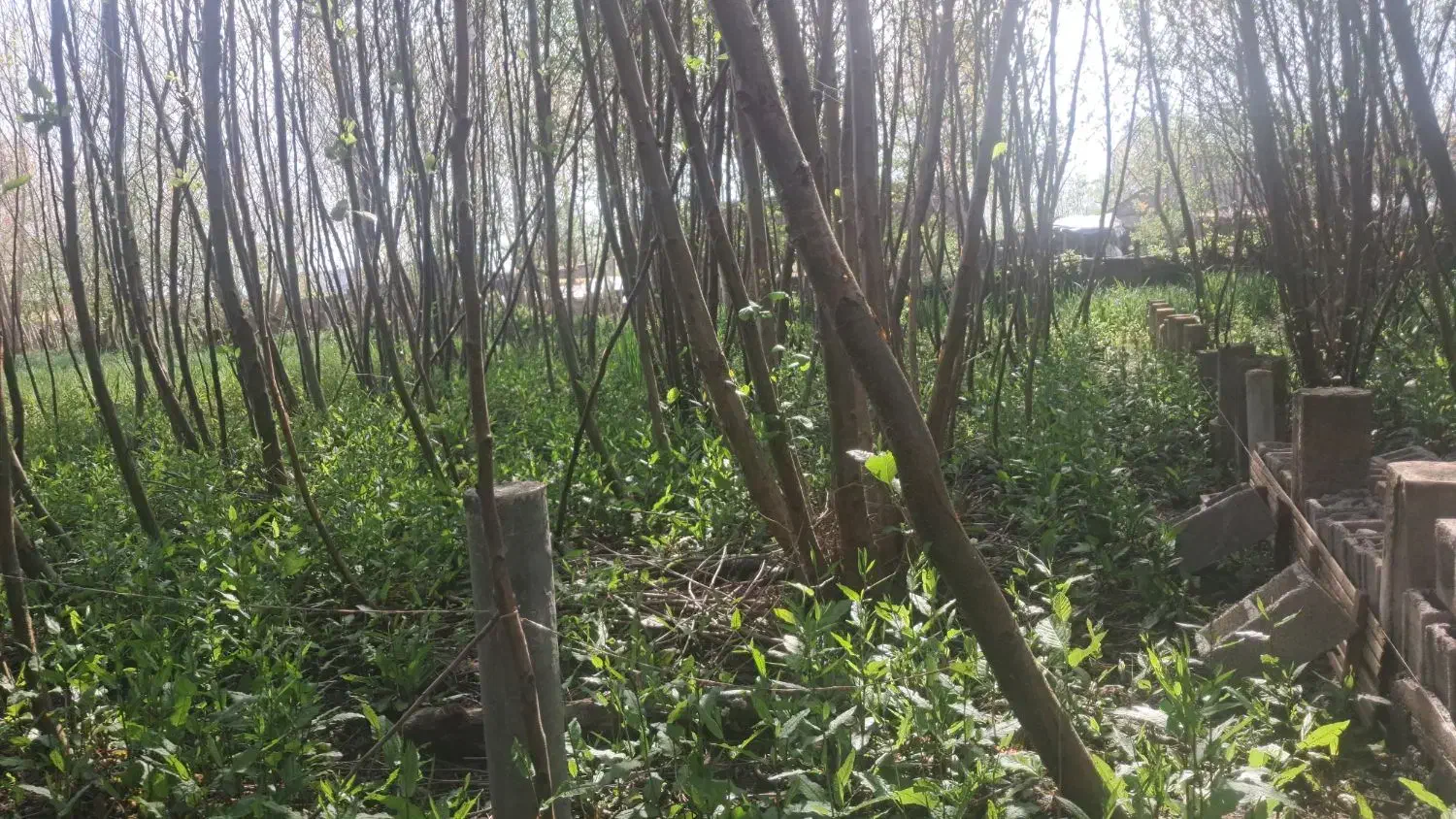 تصویر املاک 35454