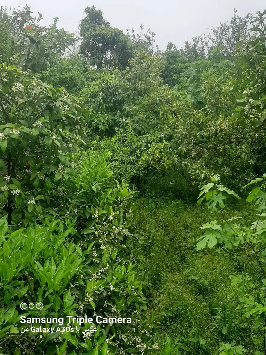 تصویر املاک 37359
