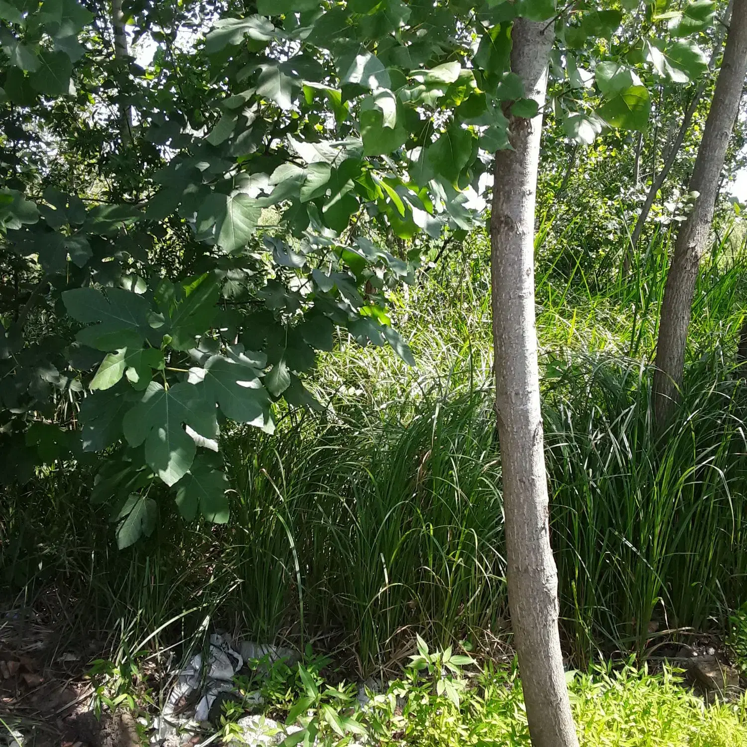 تصویر املاک 64549