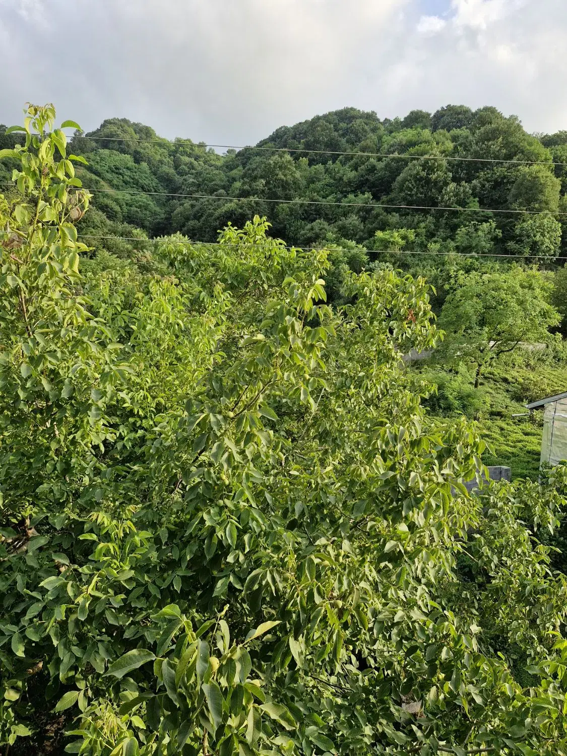 تصویر املاک 67289