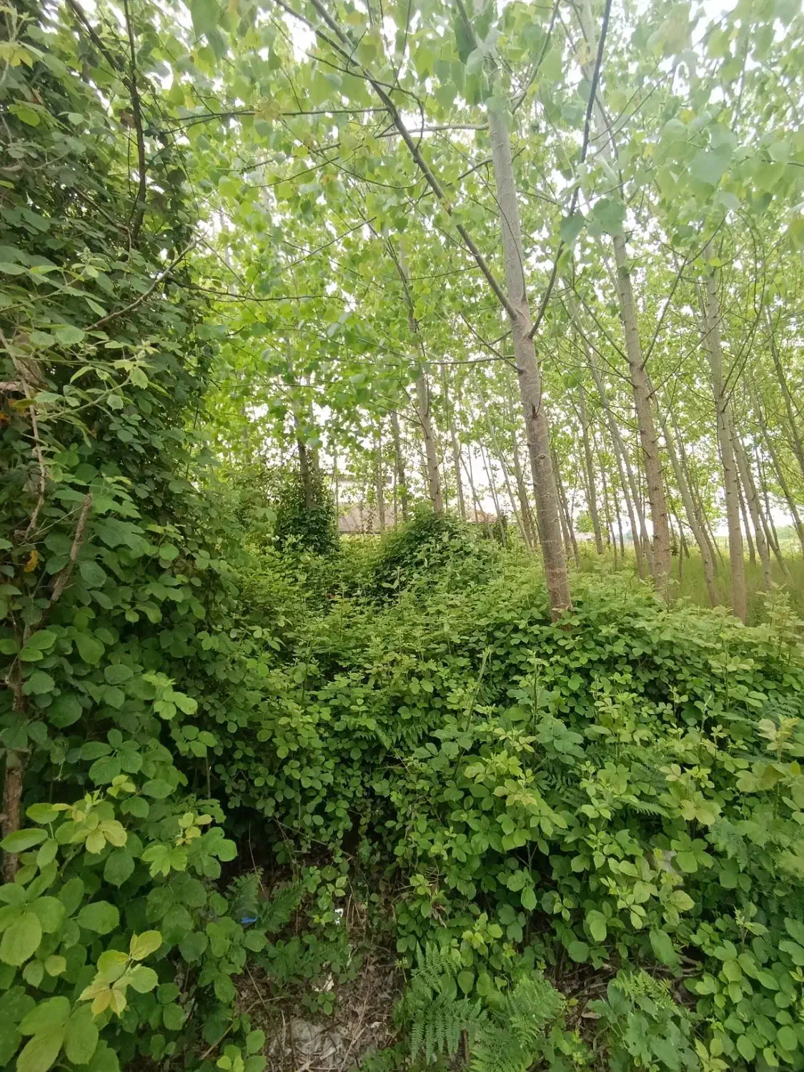 تصویر املاک 35837