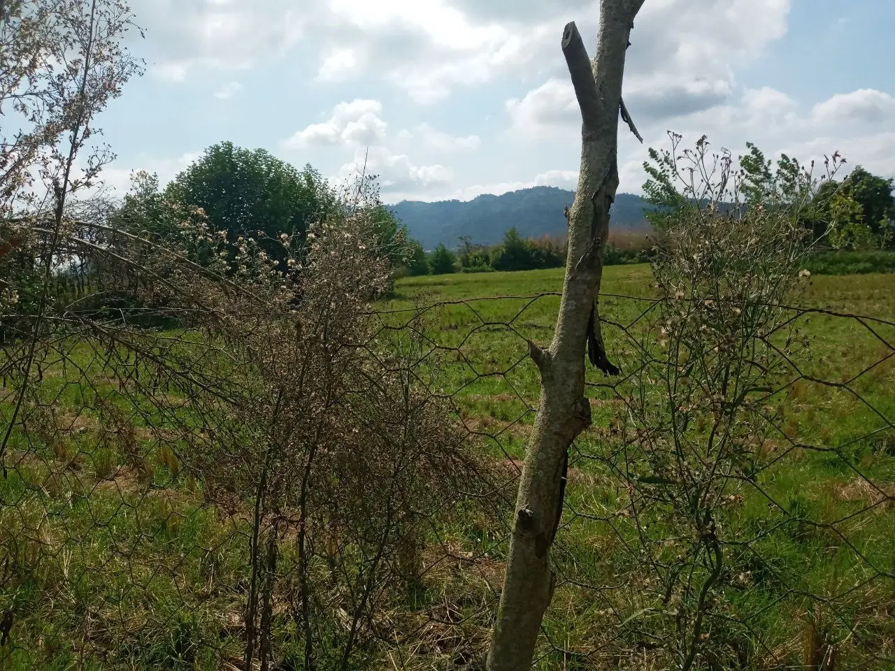 تصویر املاک 117229