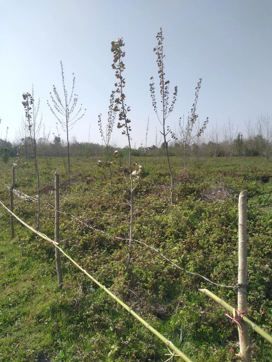 تصویر املاک 75885