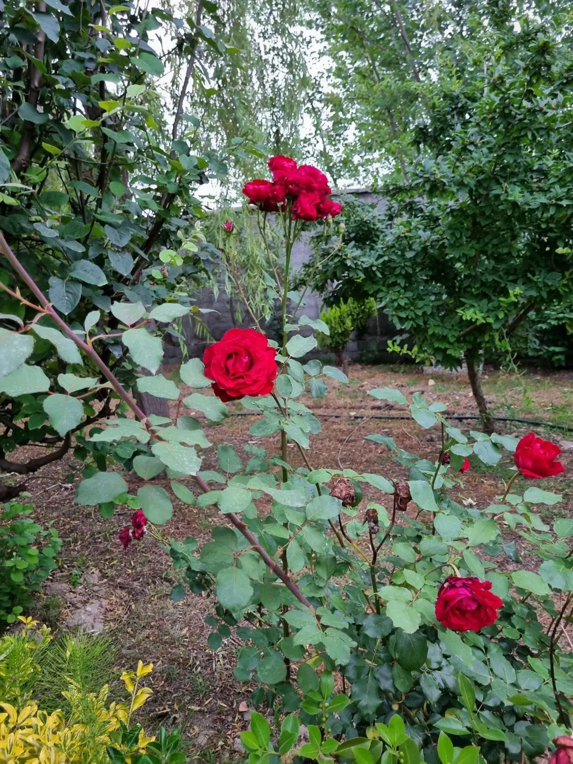 تصویر املاک 124250