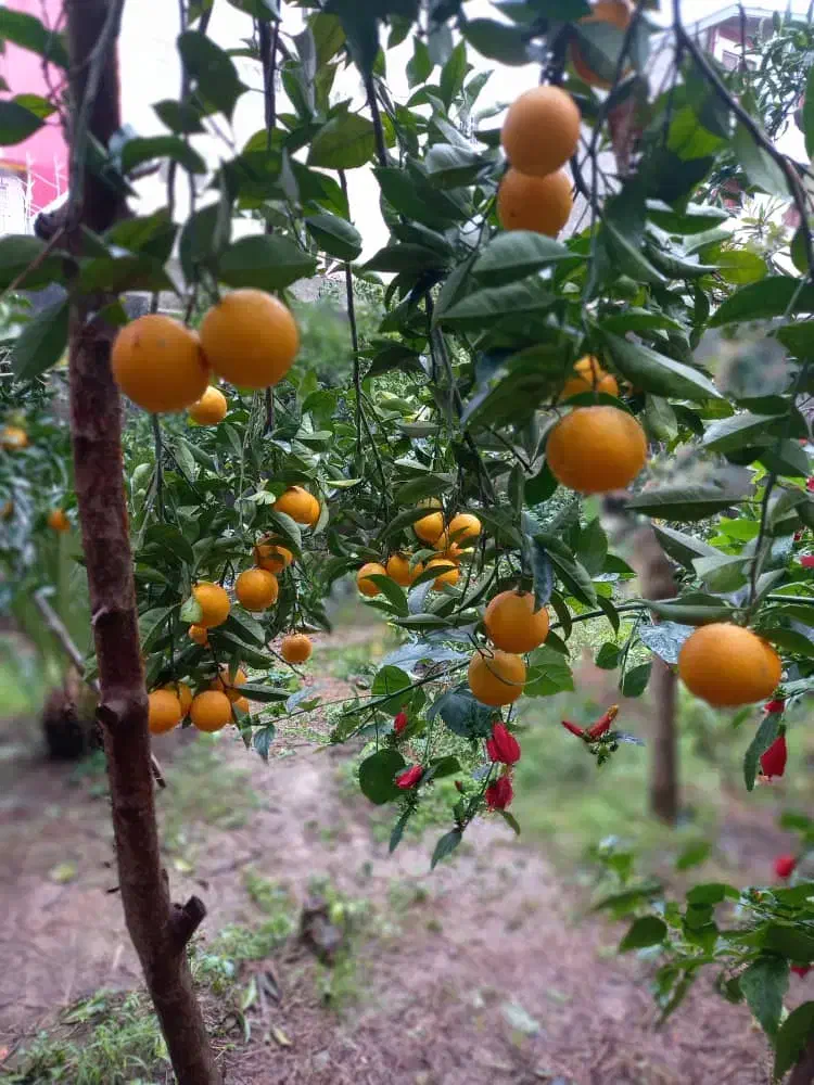 تصویر املاک 38022