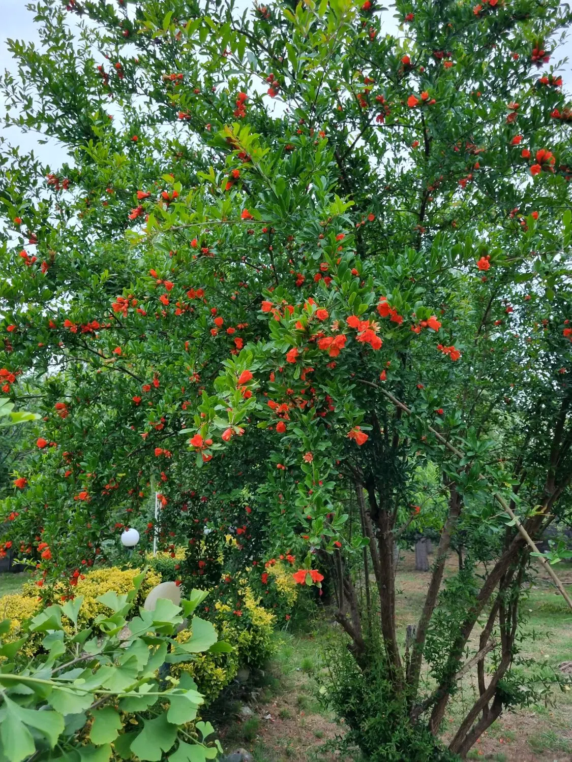 تصویر املاک 124249