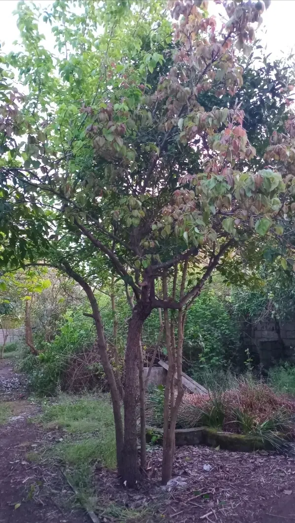 تصویر املاک 134195