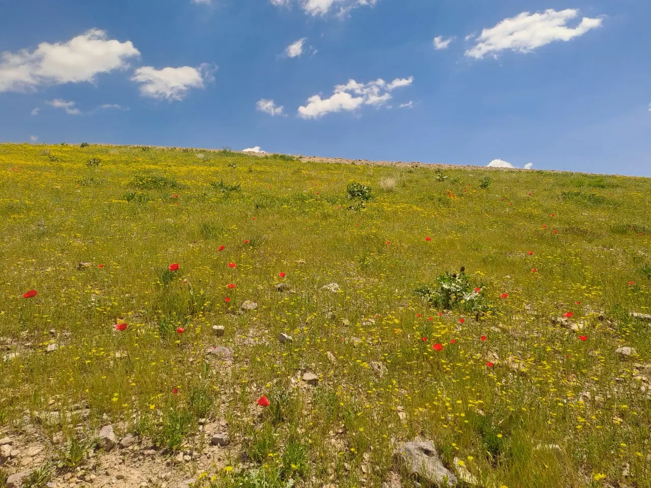 تصویر املاک 62915