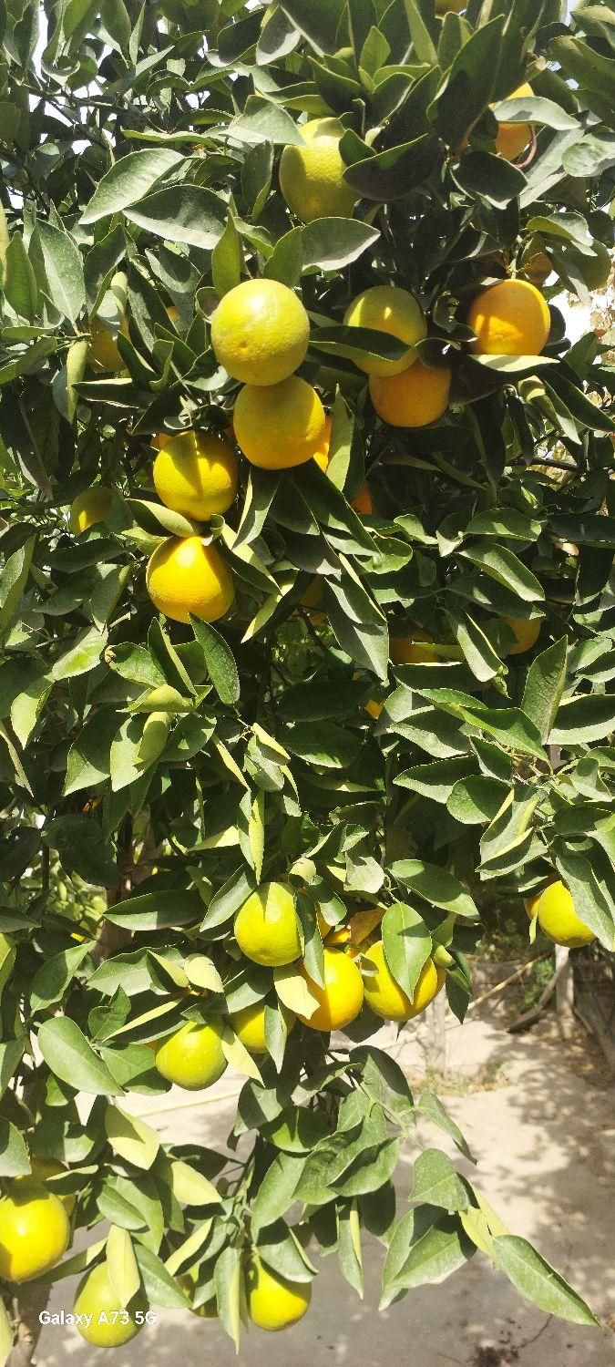 تصویر املاک 4924