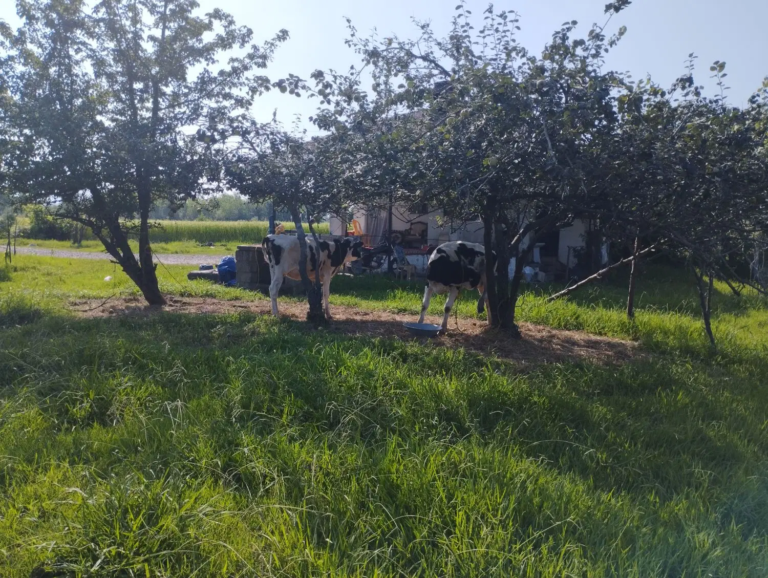 تصویر املاک 132045