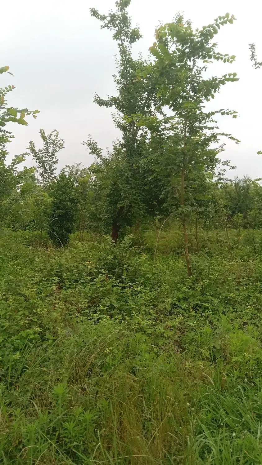 تصویر املاک 96843