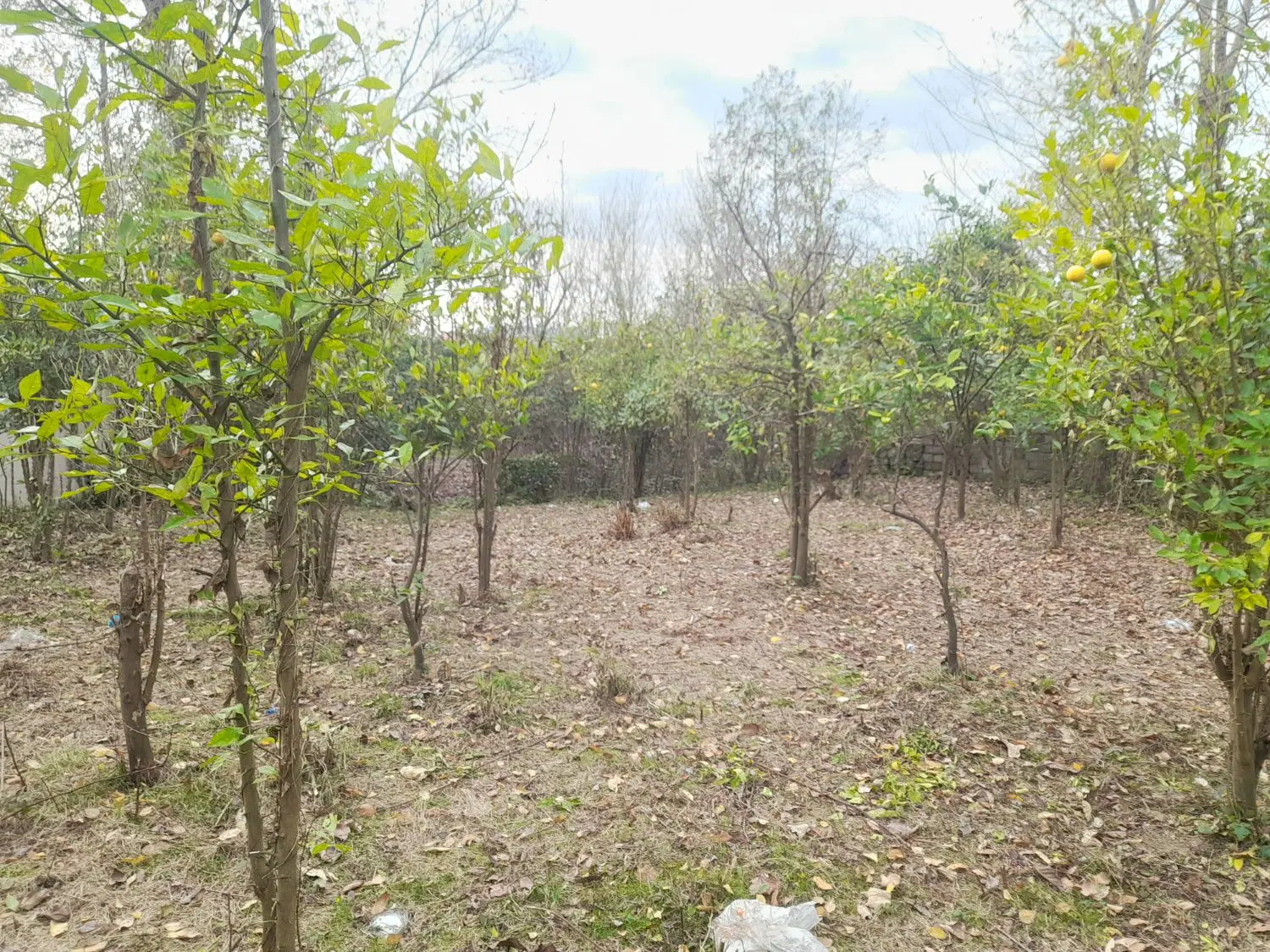 تصویر املاک 78243