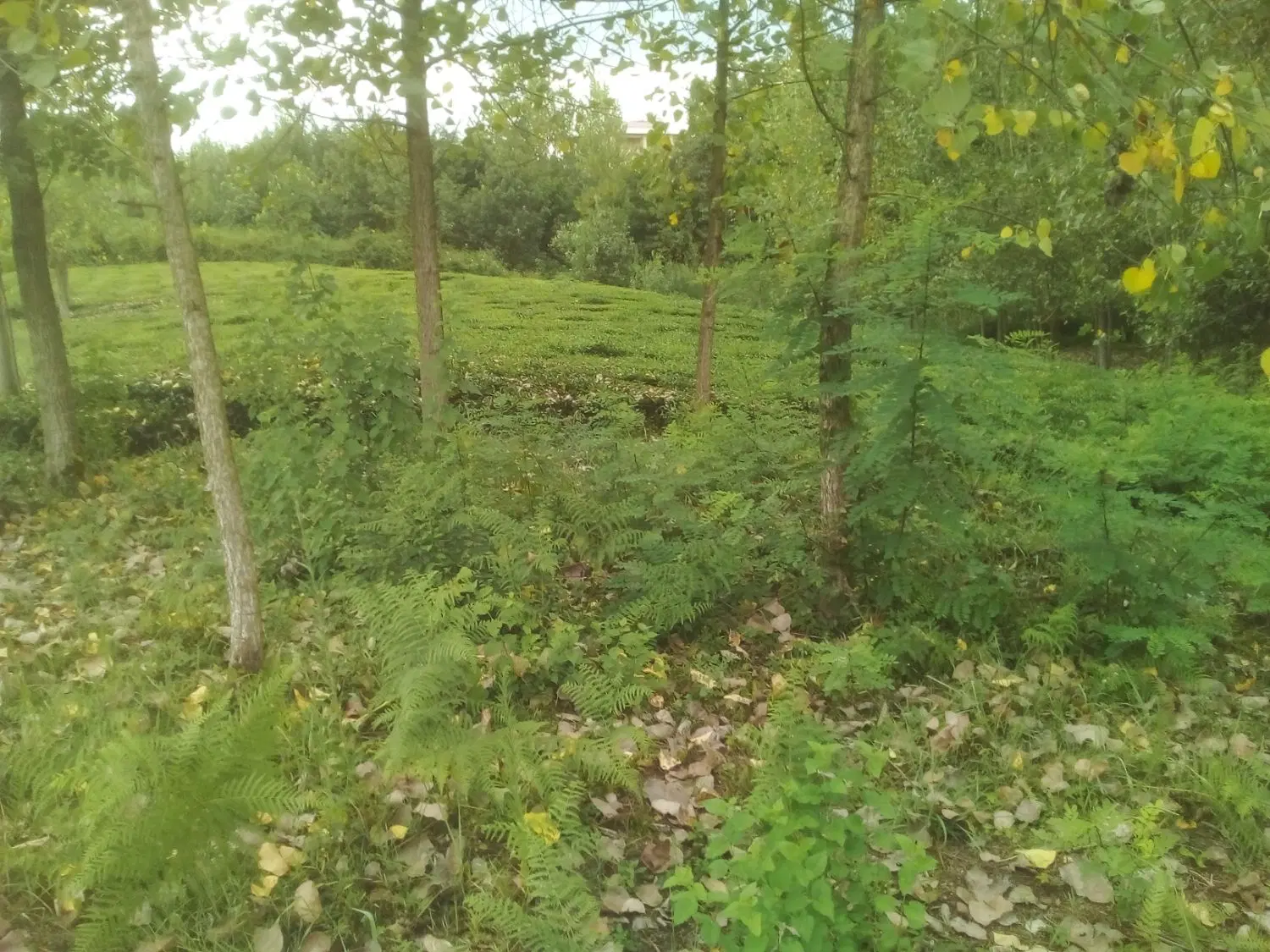 تصویر املاک 141548