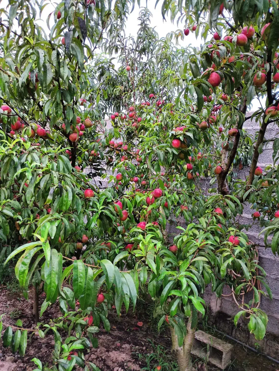 تصویر املاک 41186