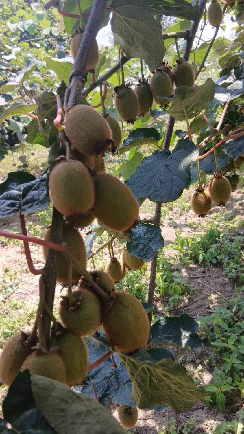 تصویر املاک 93192