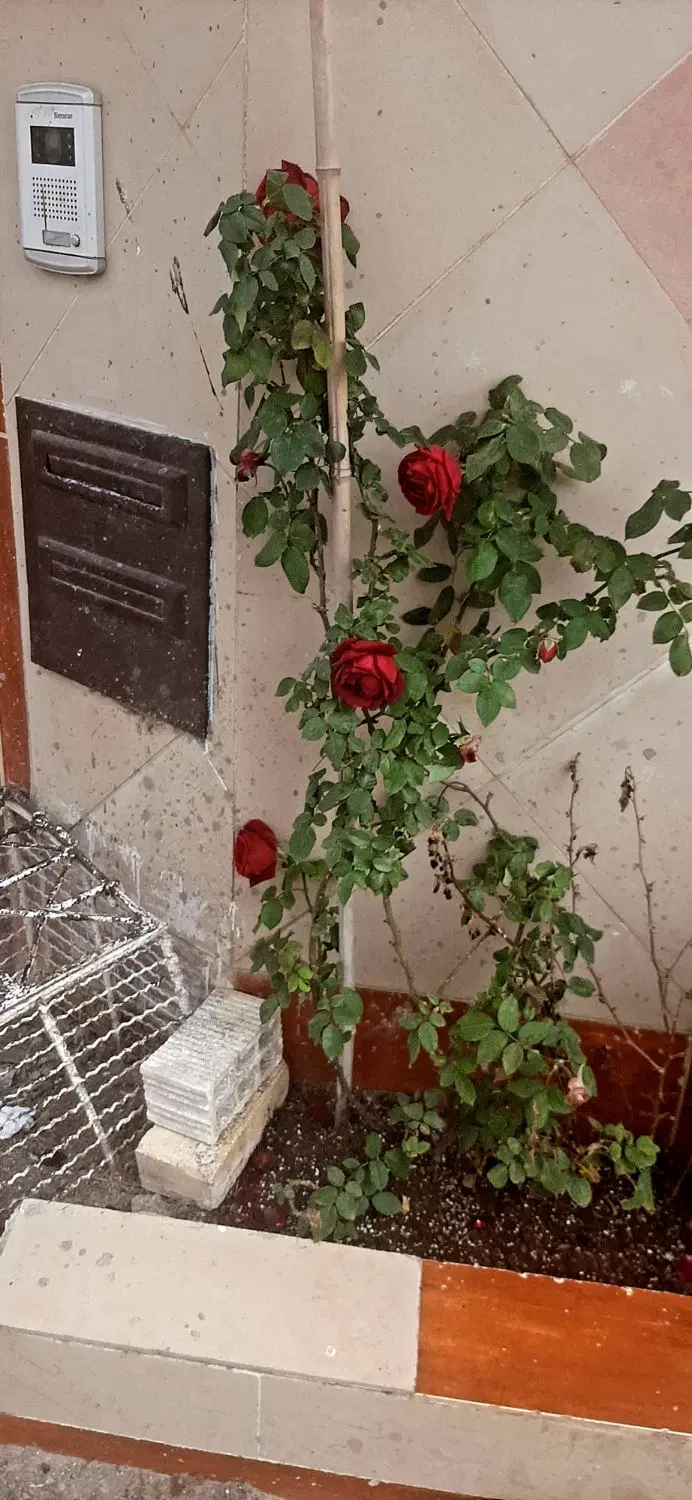 تصویر املاک 46302