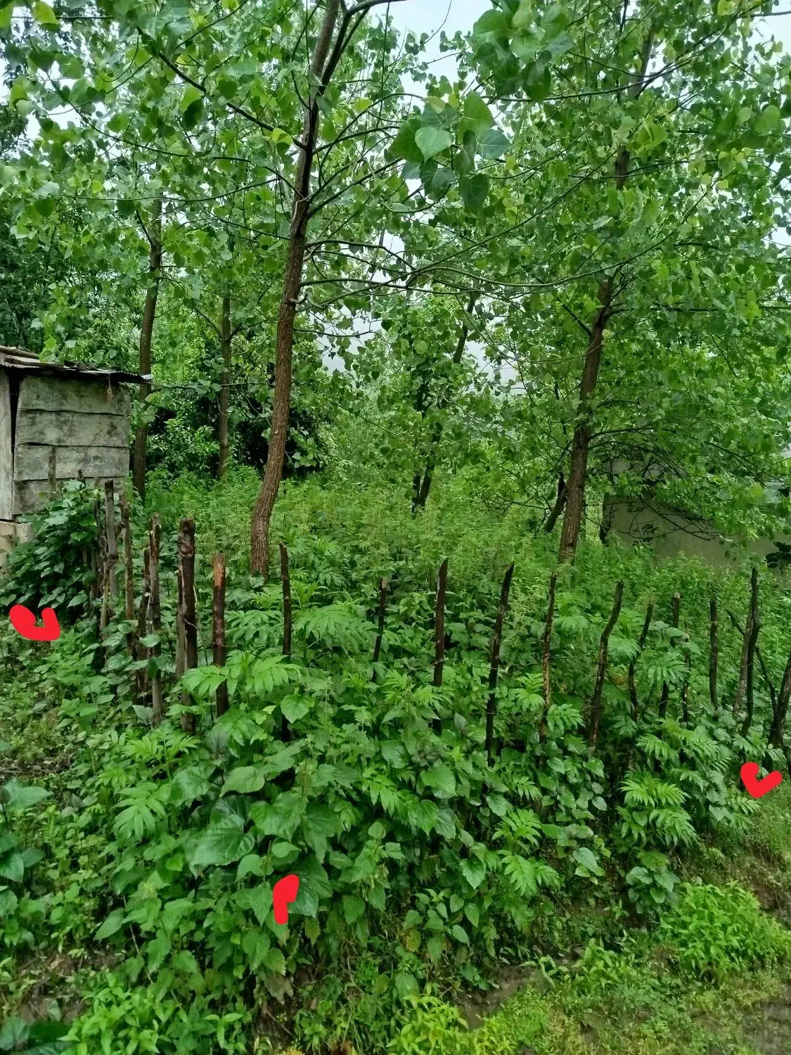 تصویر املاک 39154