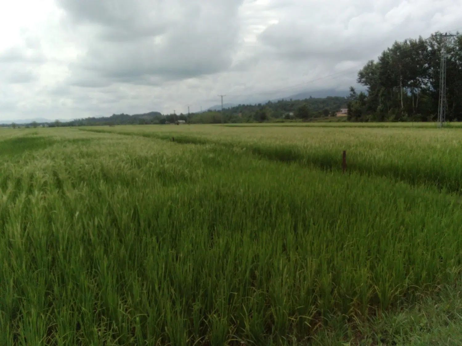 تصویر املاک 133885