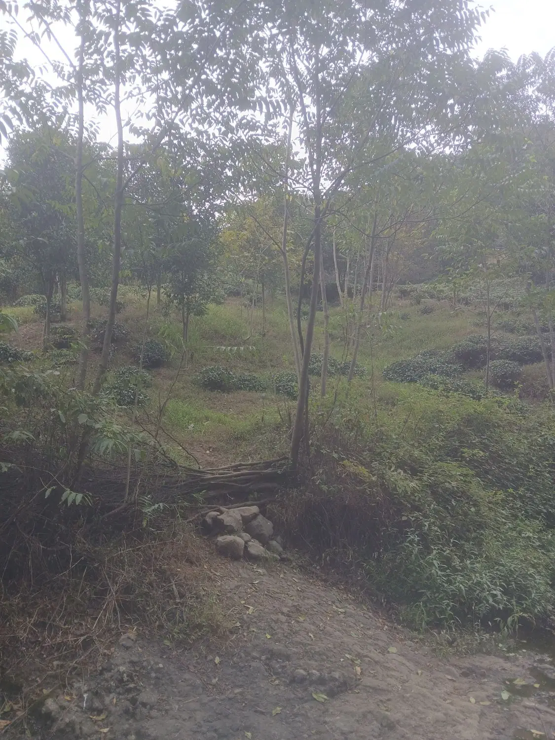تصویر املاک 113547