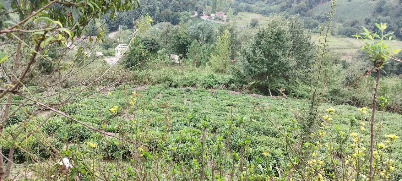 تصویر املاک 123651
