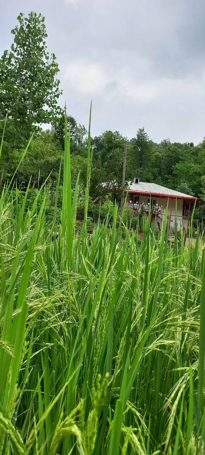 تصویر املاک 98101