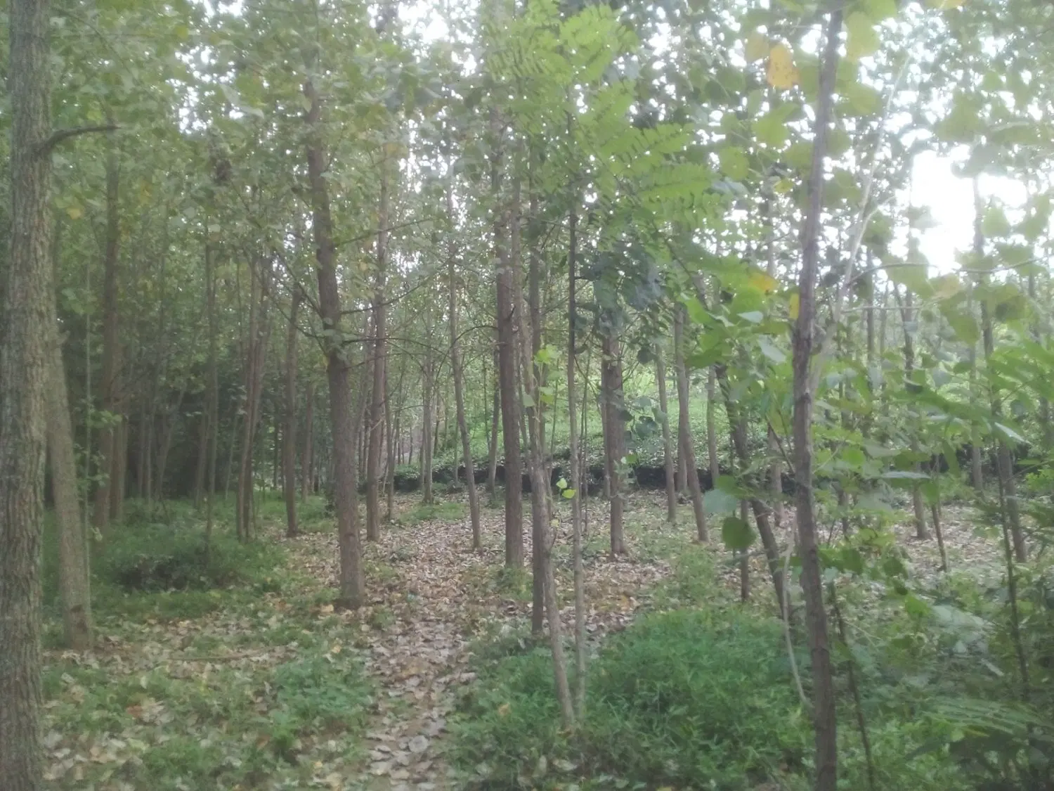 تصویر املاک 141555