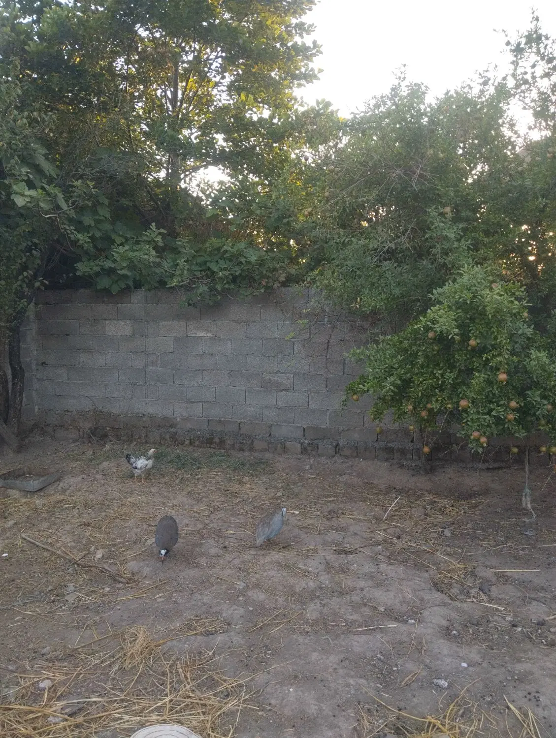 تصویر املاک 100941
