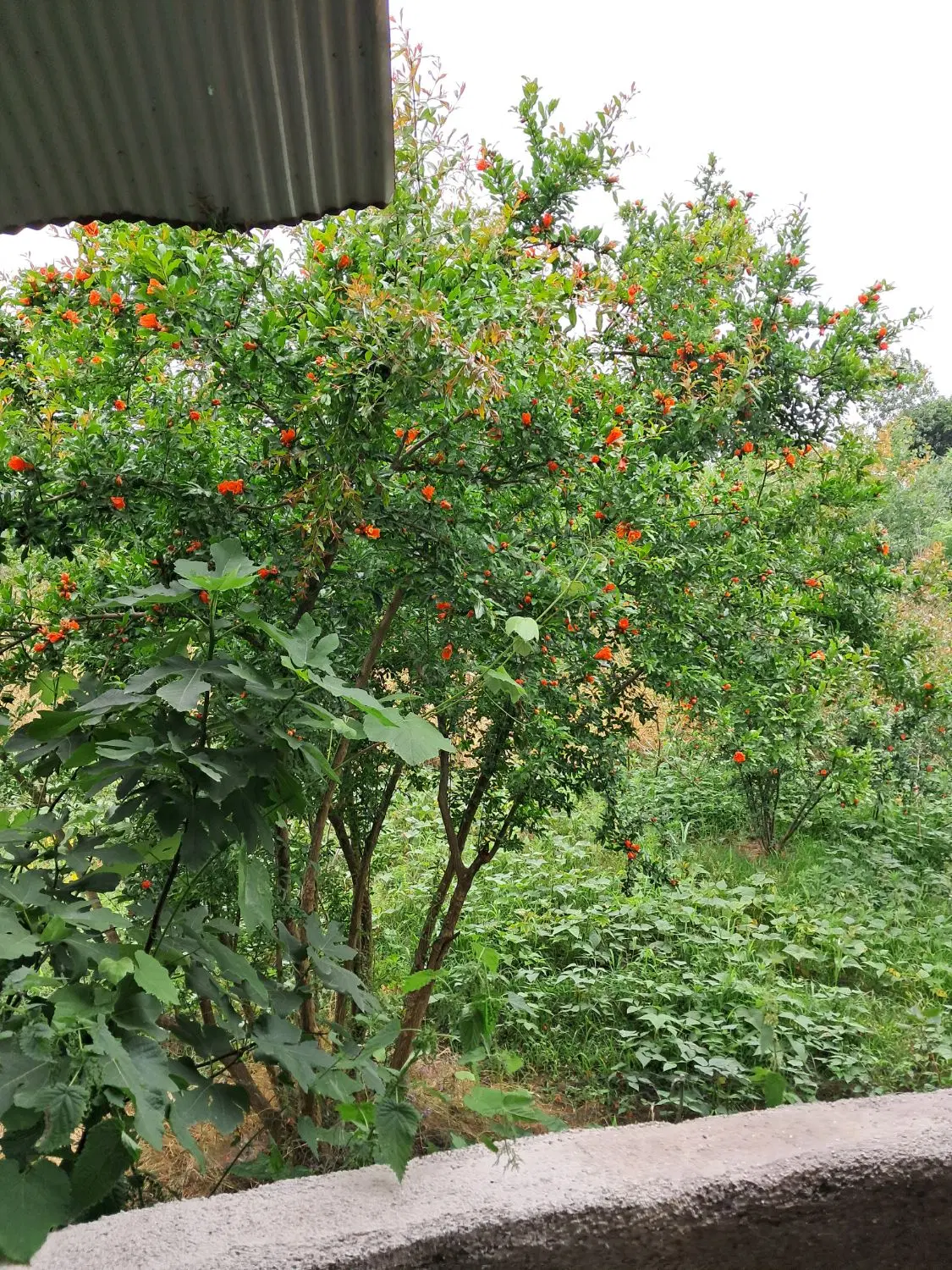 تصویر املاک 94583