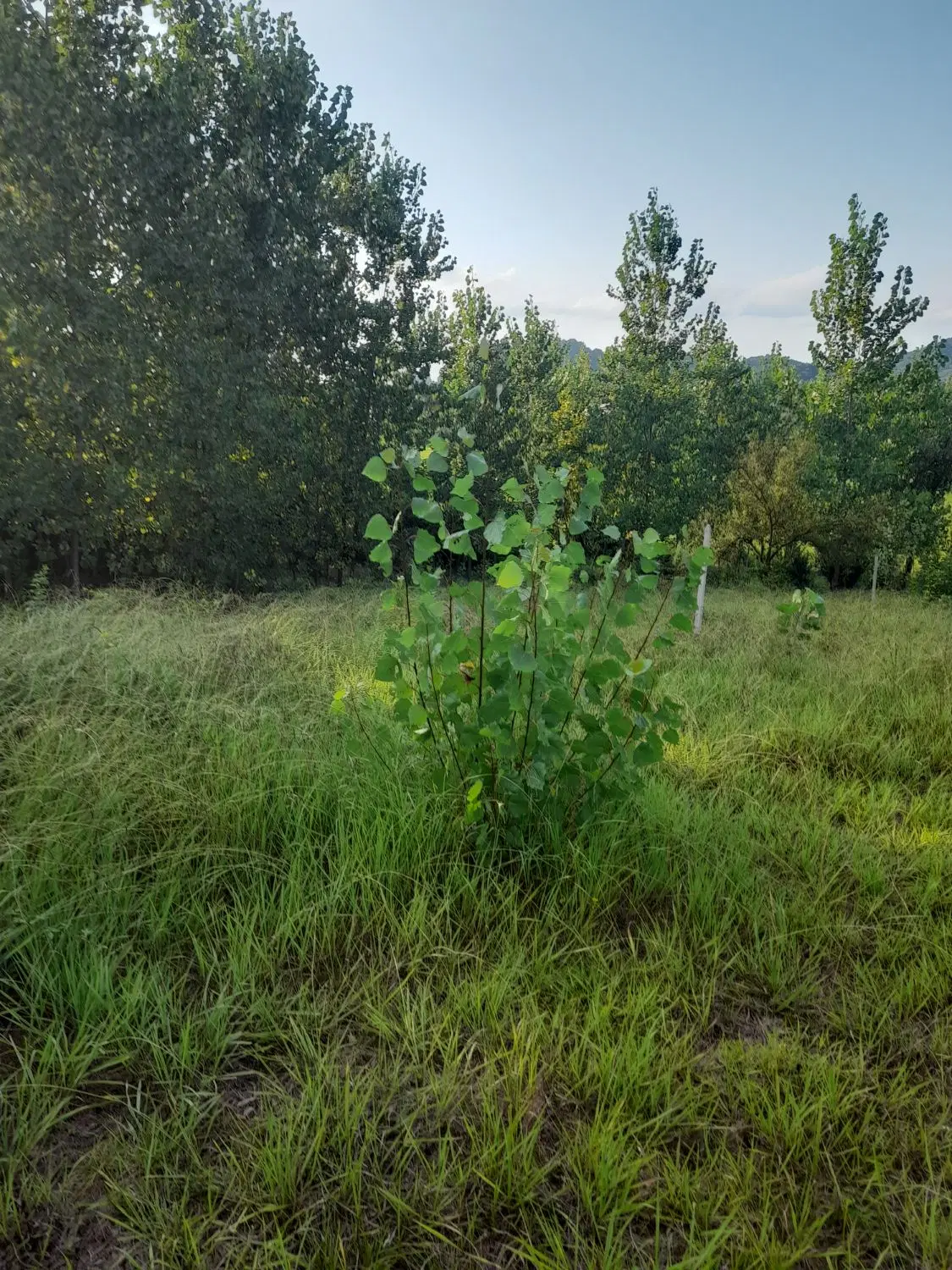 تصویر املاک 98292