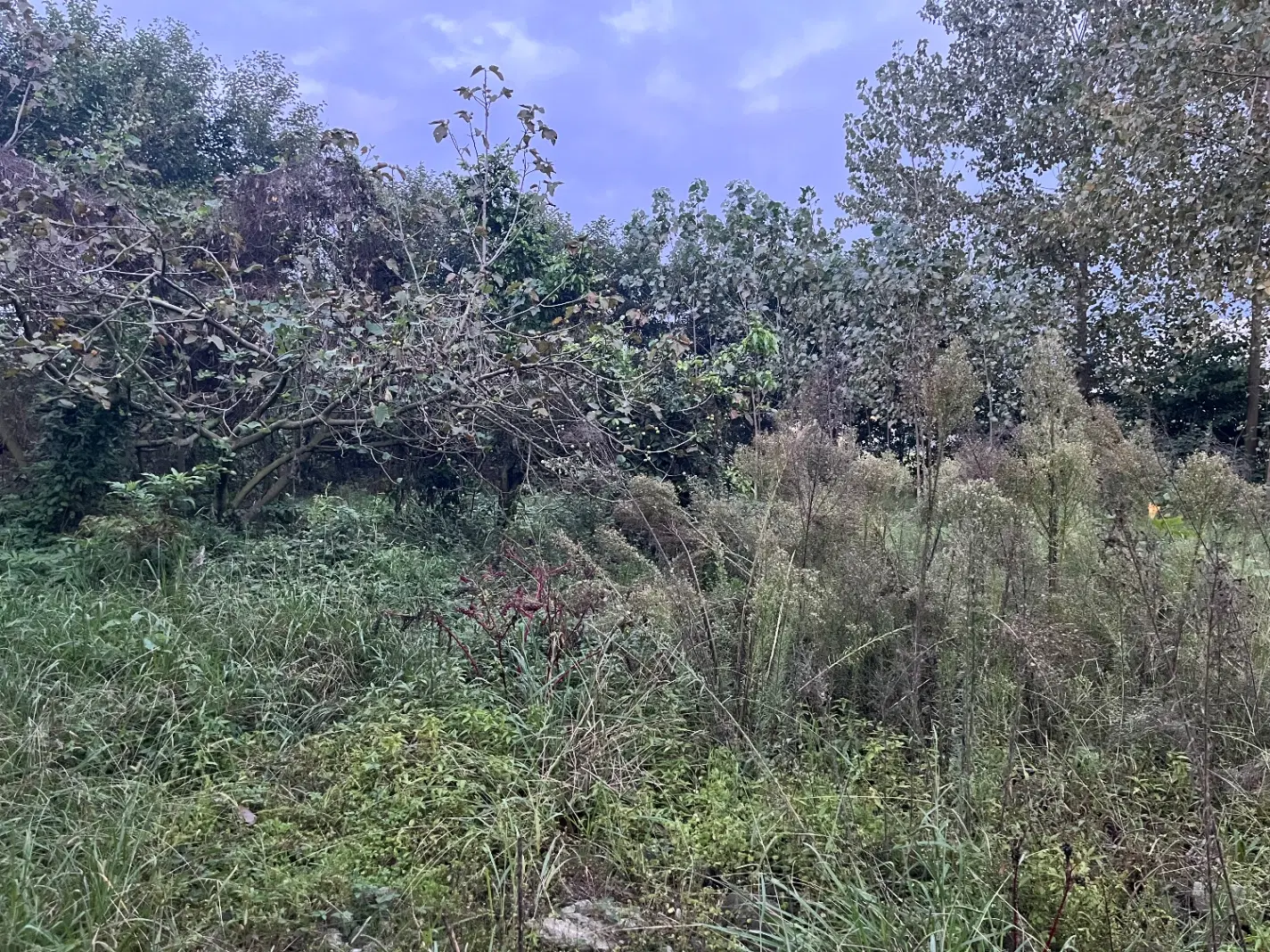تصویر املاک 139602