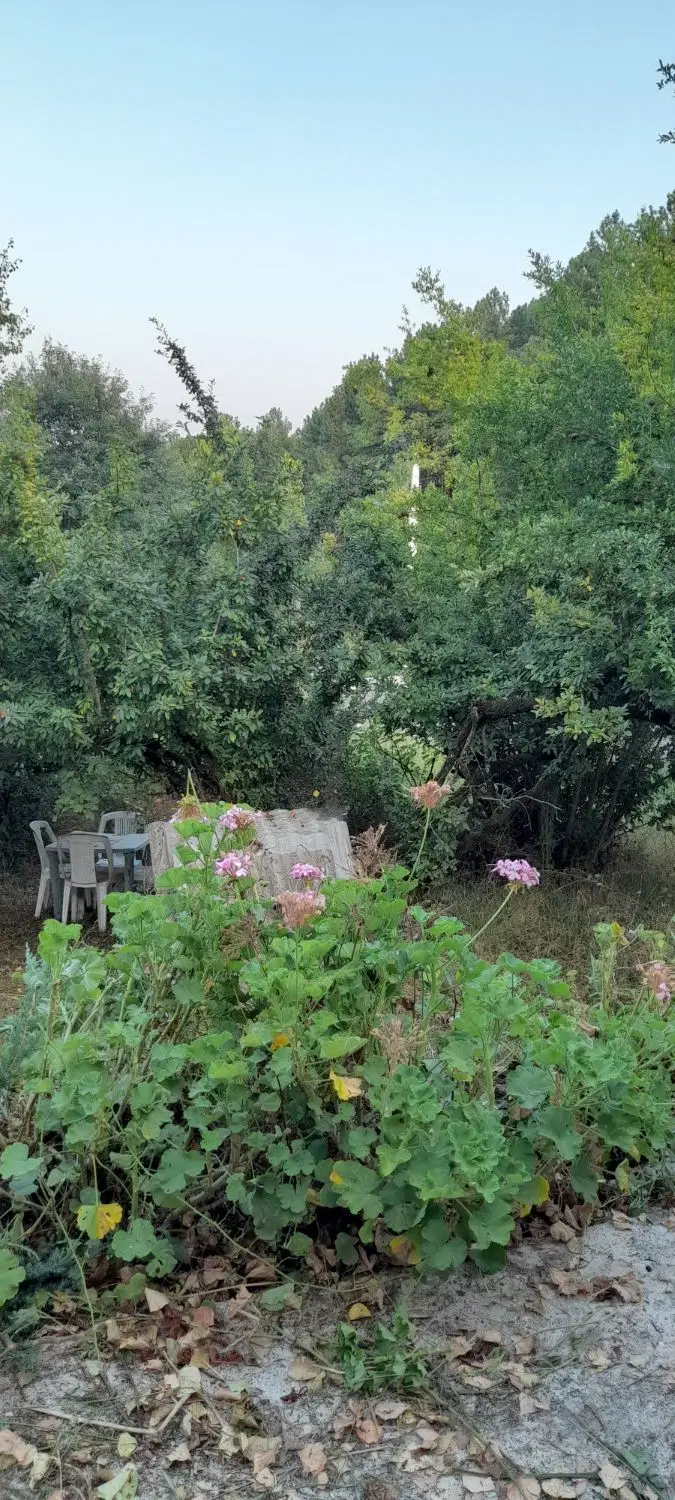 تصویر املاک 100231