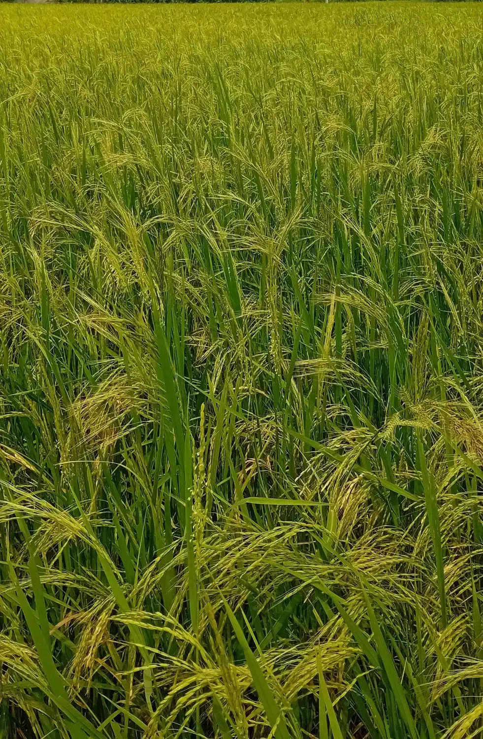 تصویر املاک 53910