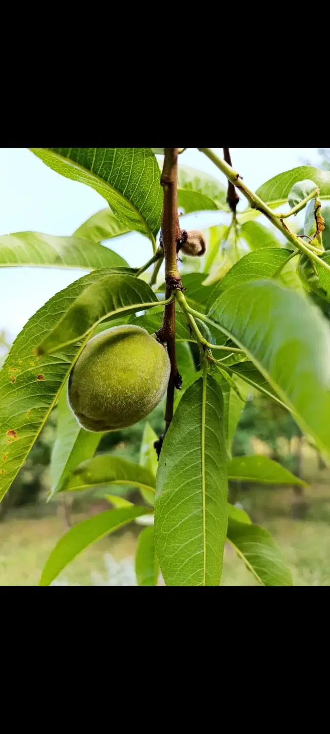 تصویر املاک 44326