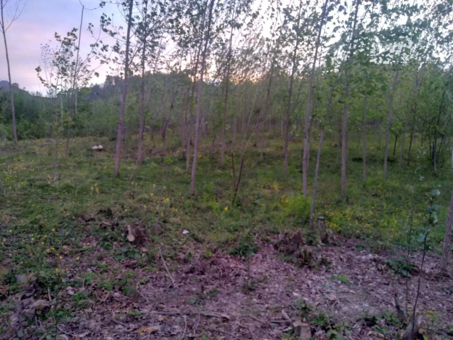 تصویر املاک 92727