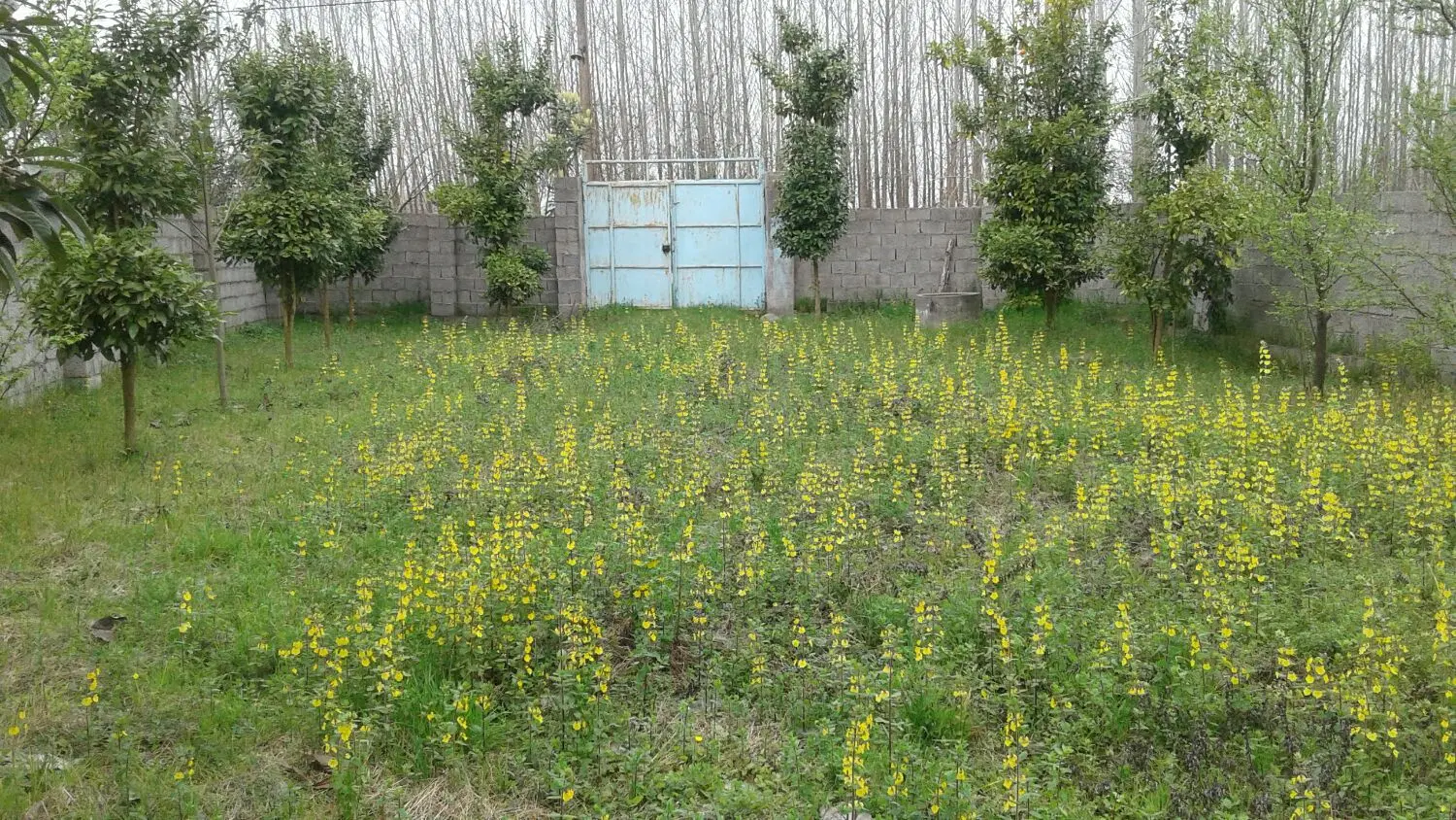 تصویر املاک 123952