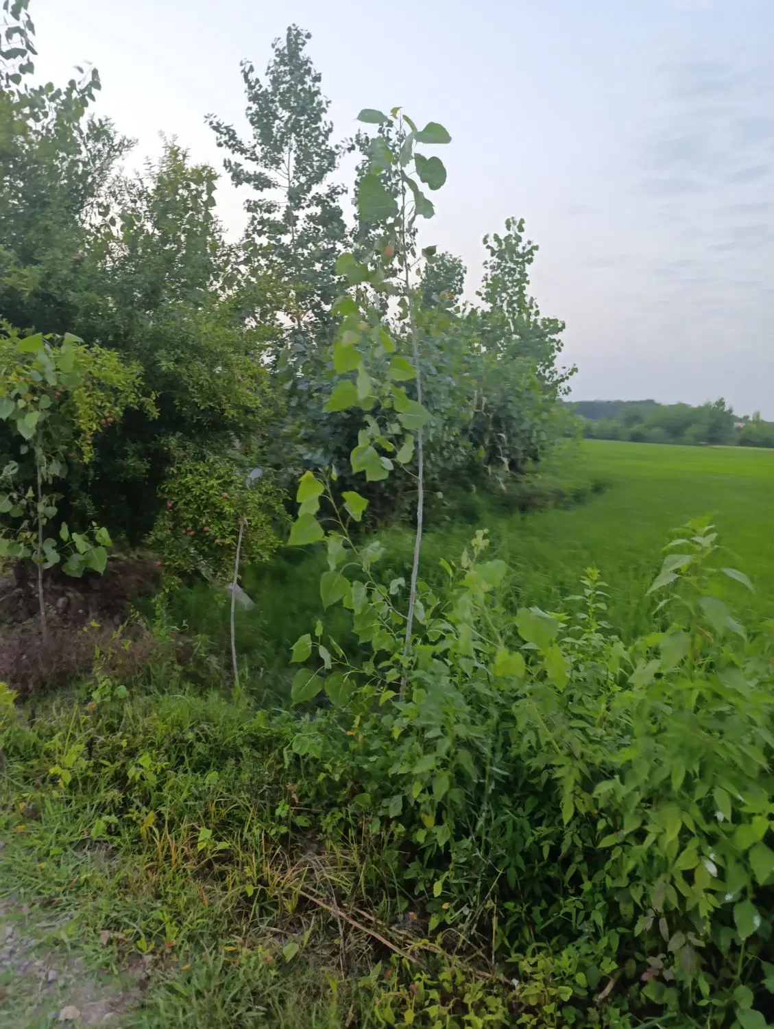 تصویر املاک 99537