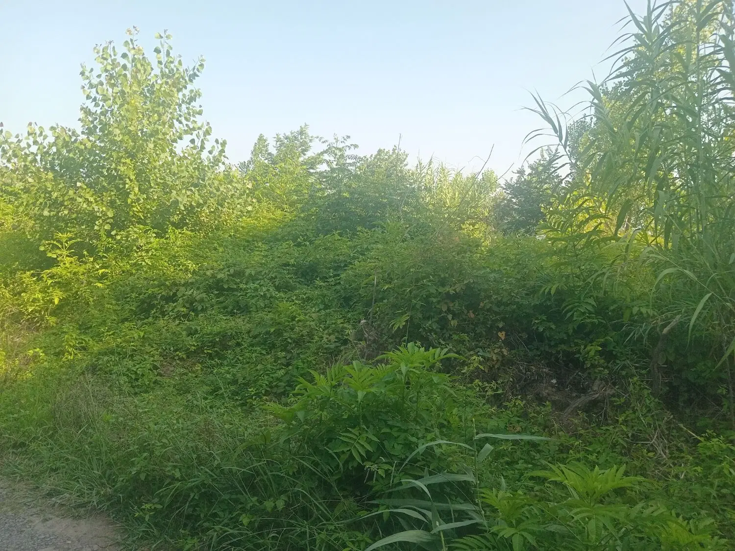 تصویر املاک 82832