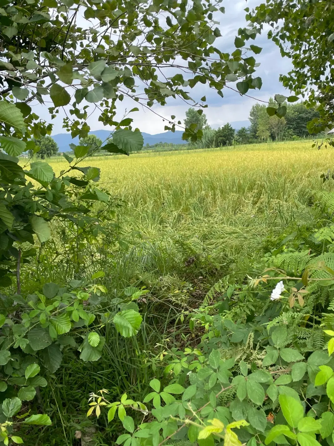 تصویر املاک 104736