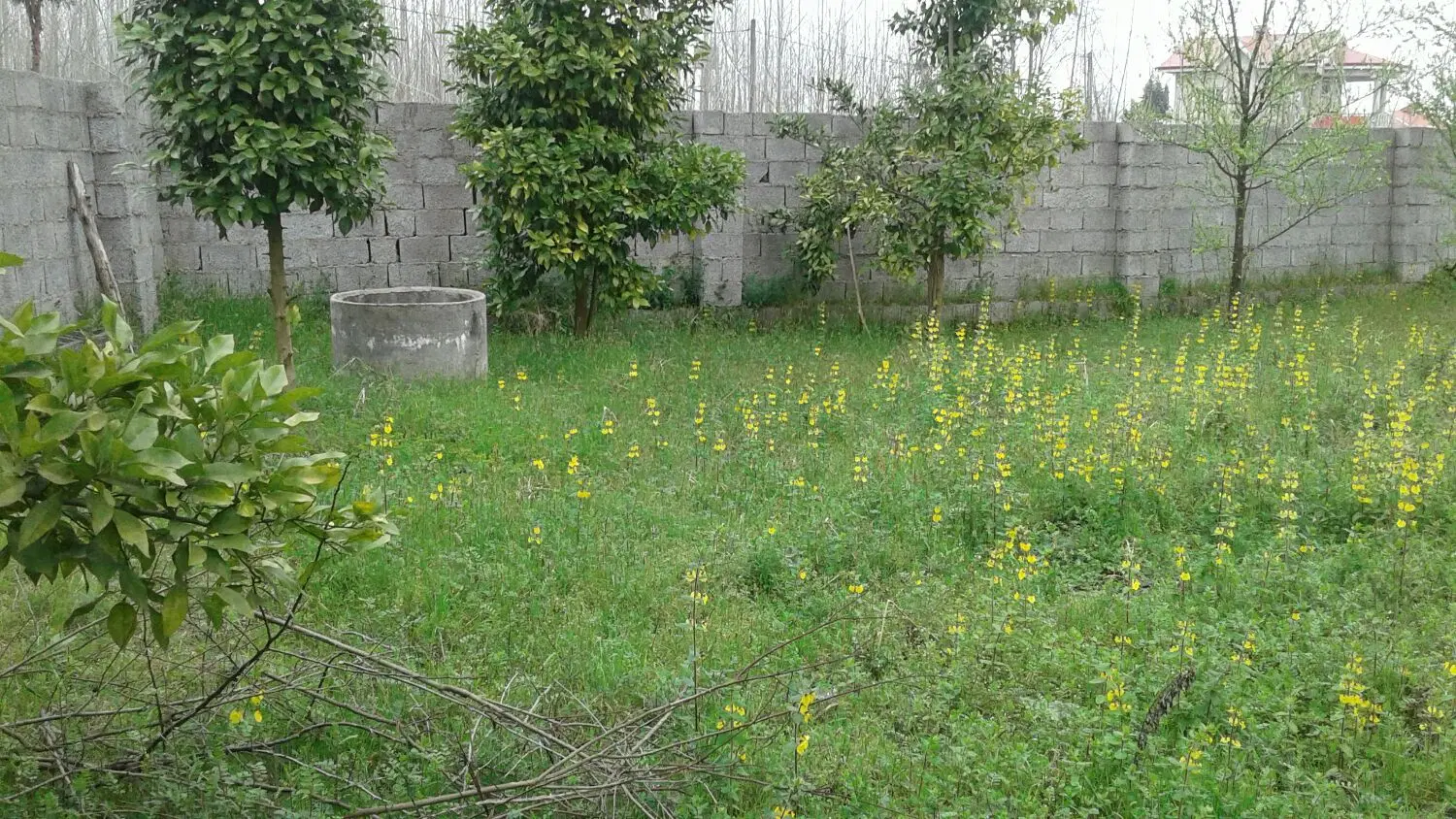 تصویر املاک 123953