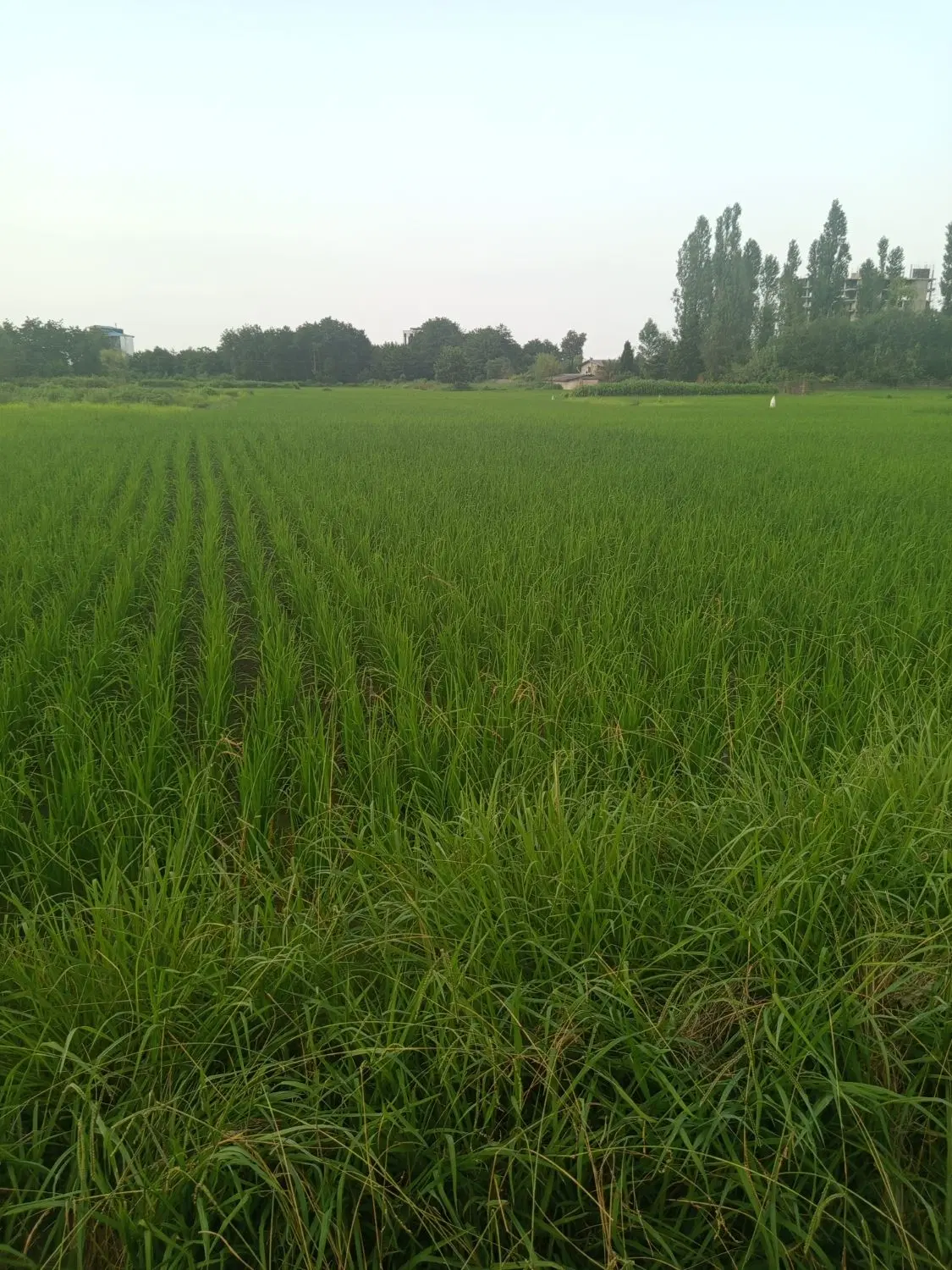 تصویر املاک 77417