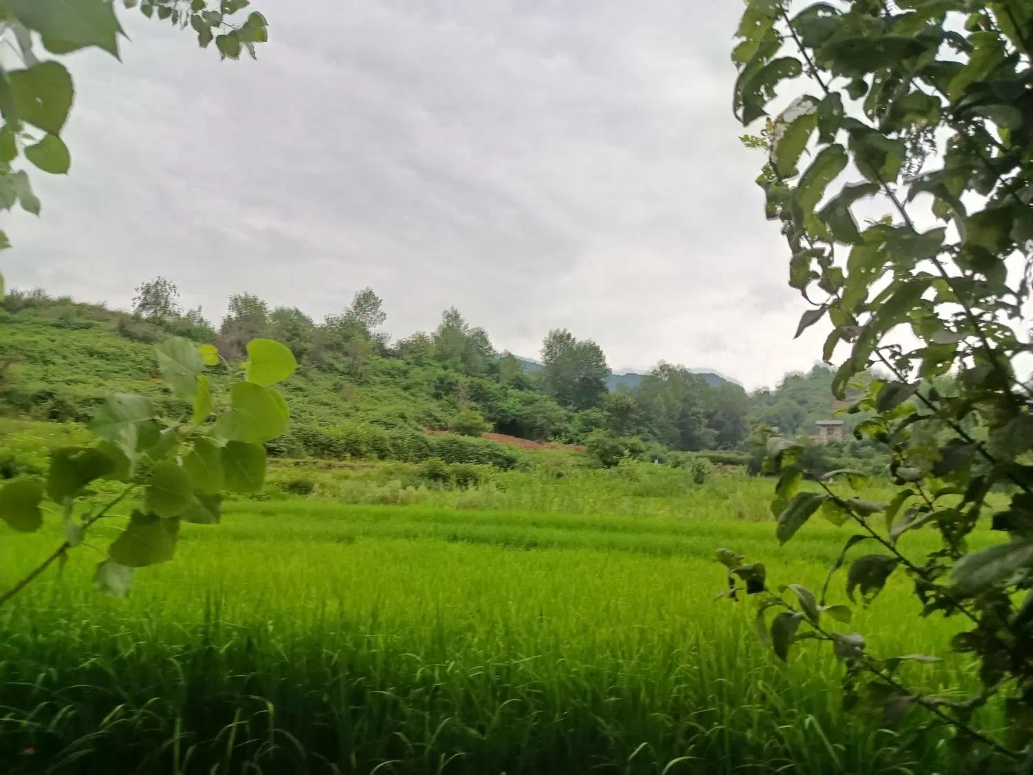 تصویر املاک 74100