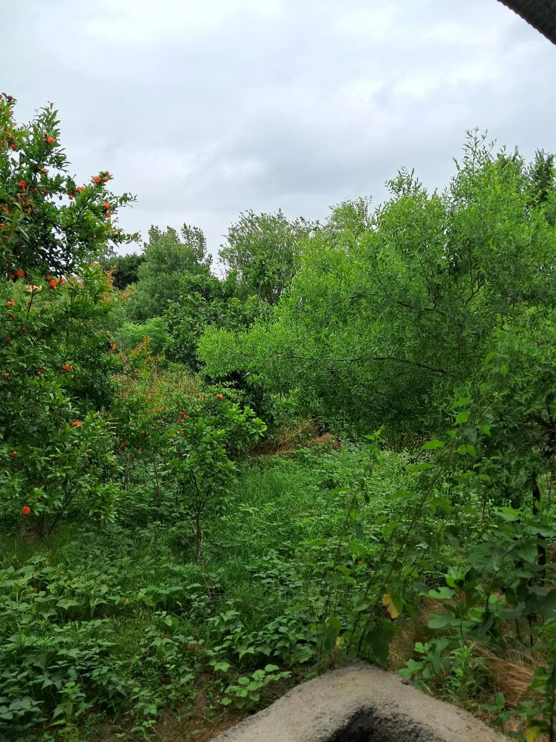 تصویر املاک 94591