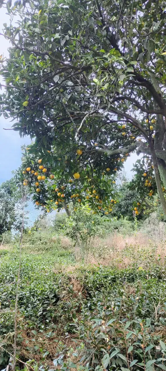 تصویر املاک 91108