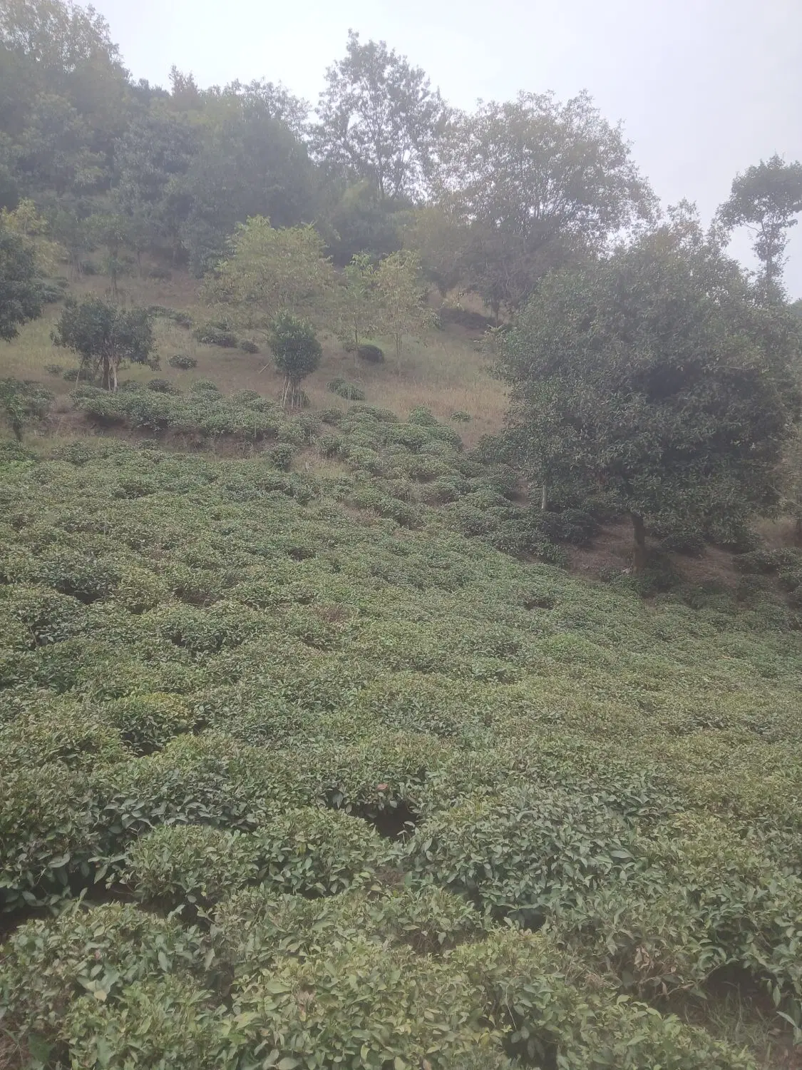 تصویر املاک 113545
