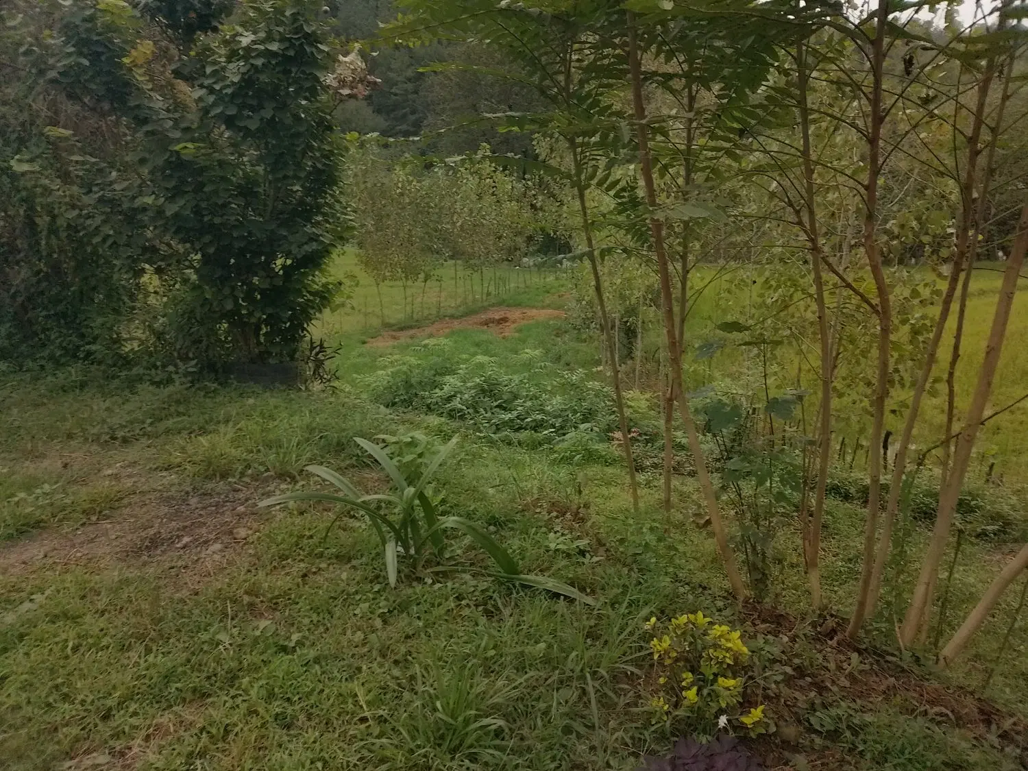 تصویر املاک 132549