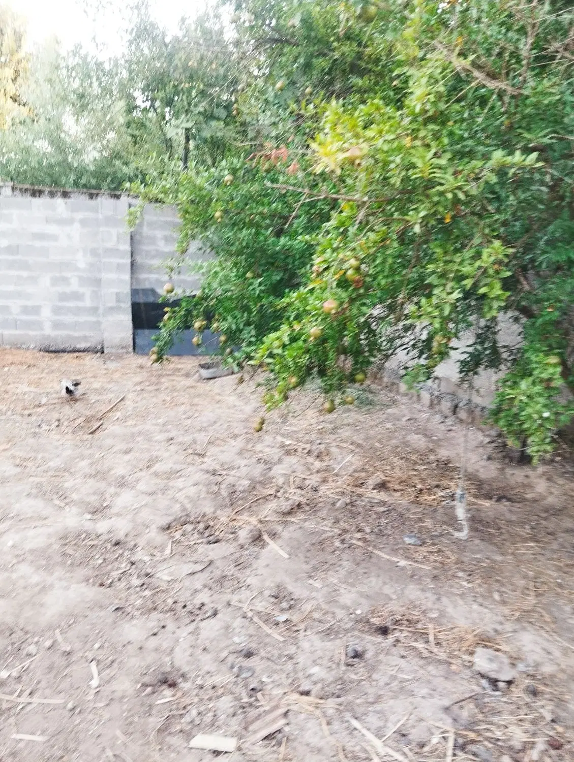 تصویر املاک 100944