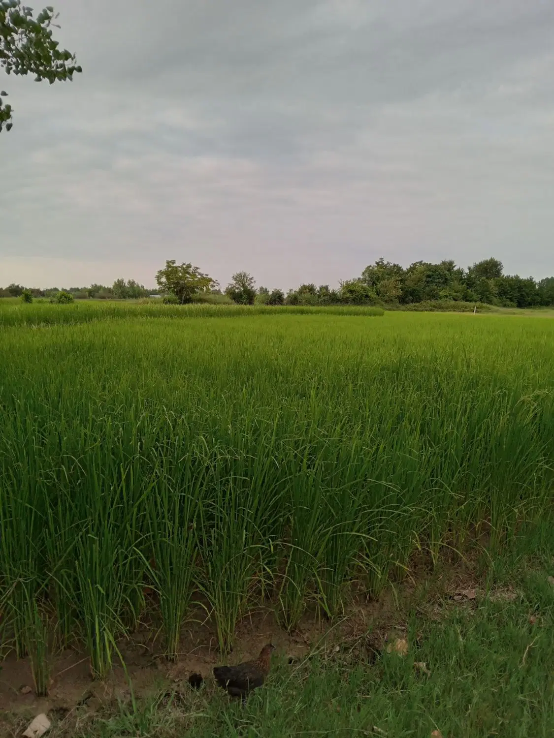 تصویر املاک 88136